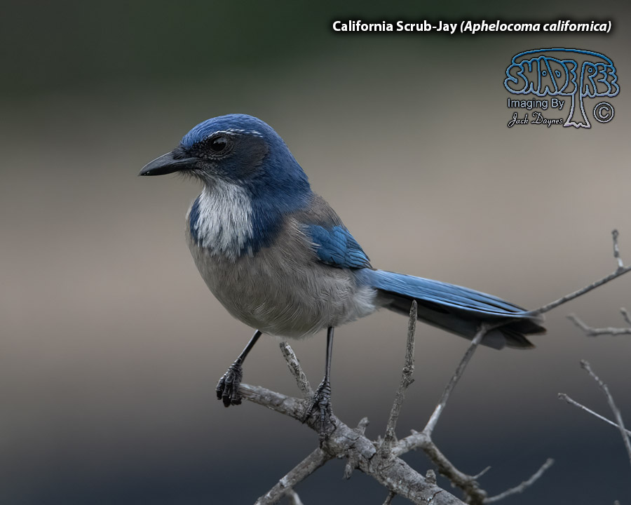 California Scrub-Jay - Aphelocoma californica