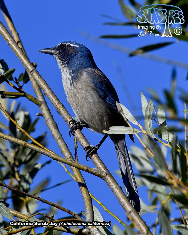 California Scrub-Jay - Aphelocoma californica