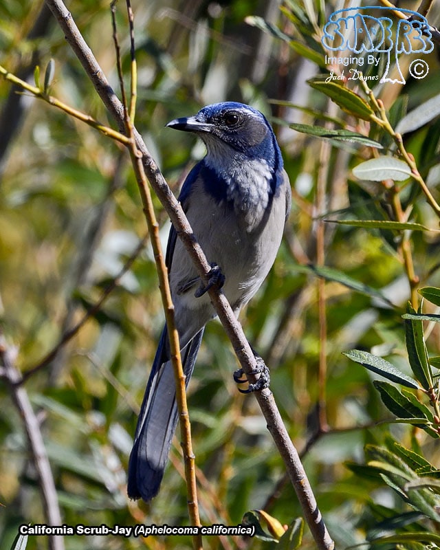 California Scrub-Jay - Aphelocoma californica