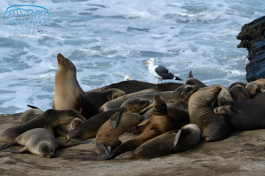 California Sea Lion - Zalophus californianus