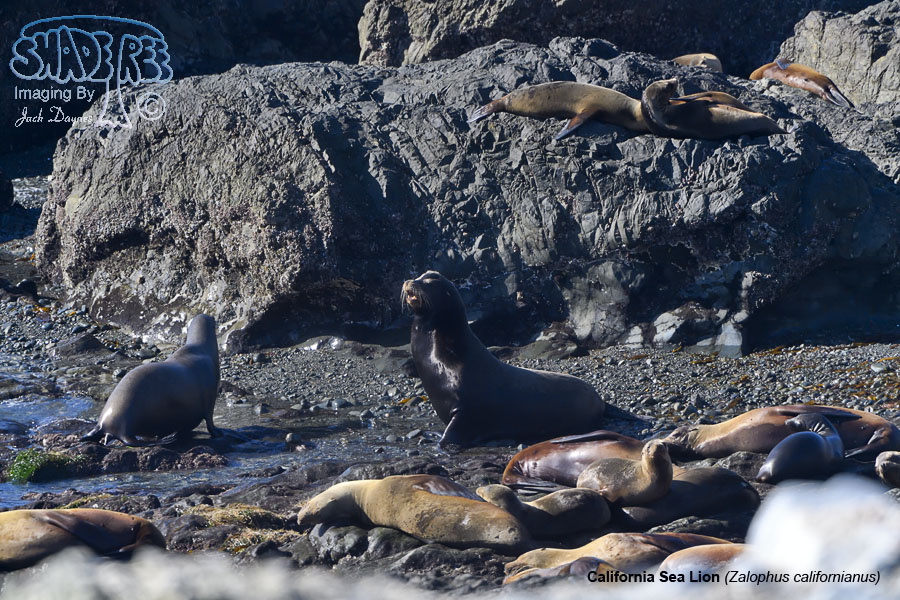 California Sea Lion - Zalophus californianus
