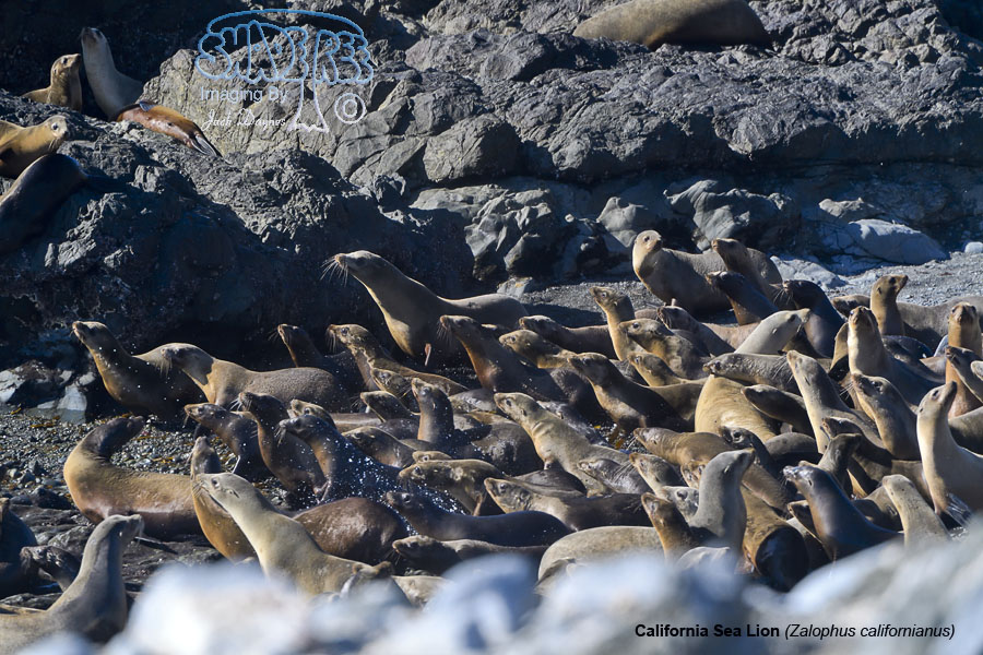 California Sea Lion - Zalophus californianus