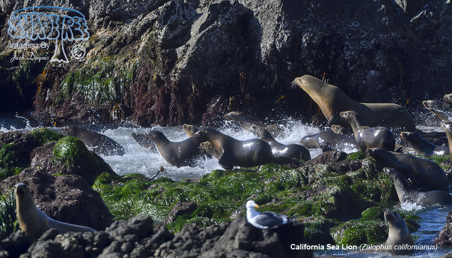 California Sea Lion - Zalophus californianus