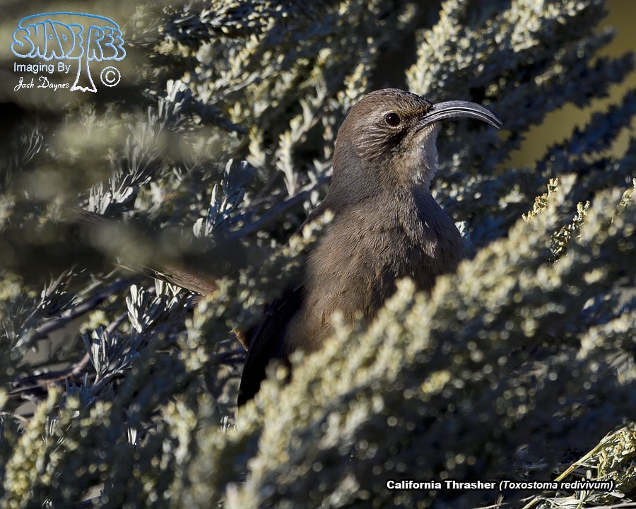California Thrasher - Toxostoma redivivum