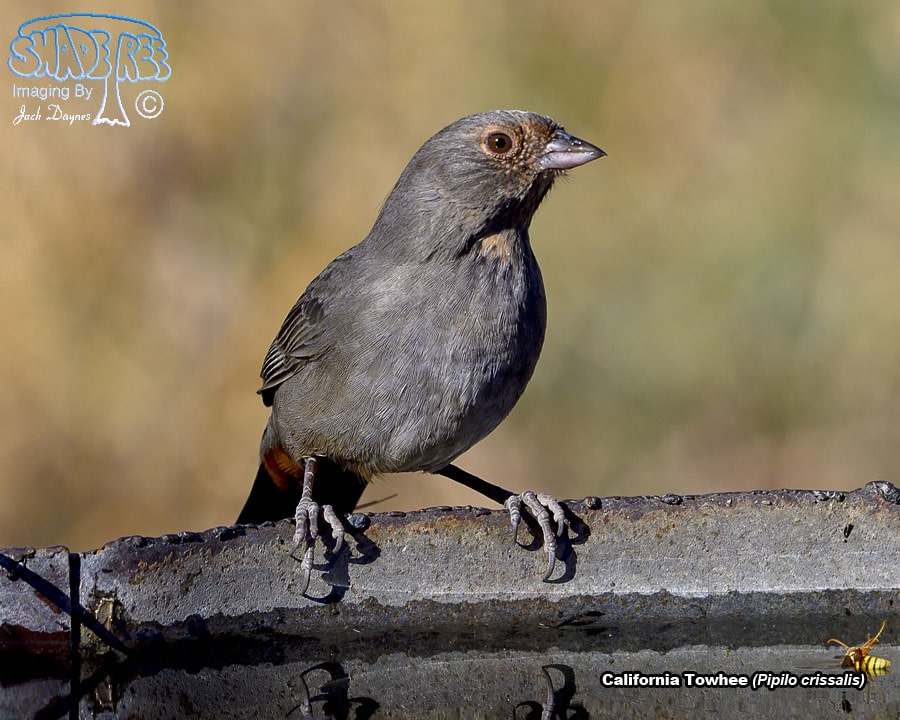 California Towhee - Pipilo crissalis