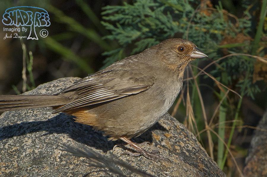 California Towhee - Melozone crissalis