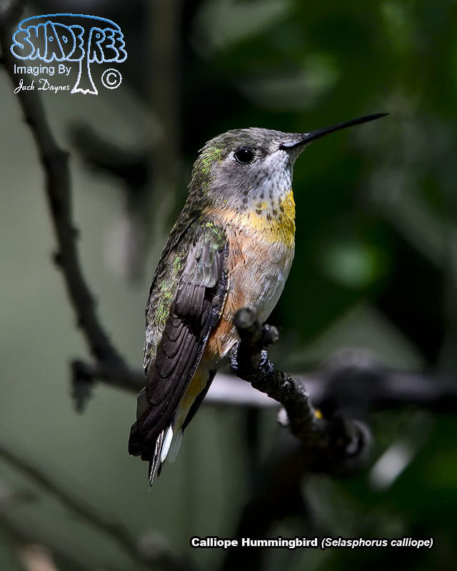 Calliope Hummingbird - Selasphorus calliope