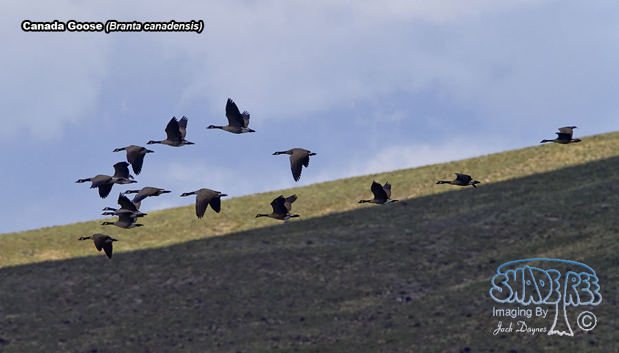Canada Goose - Branta canadensis