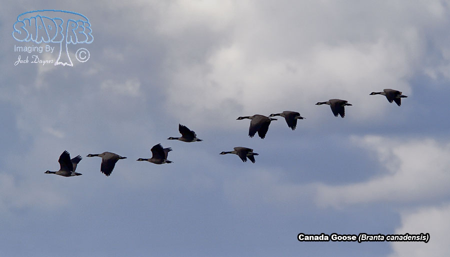 Canada Goose - Branta canadensis