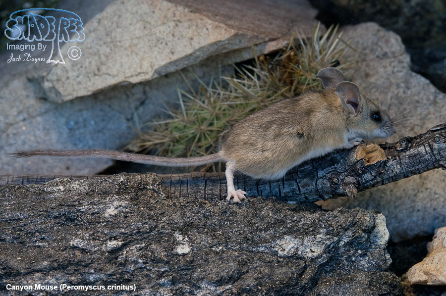 Canyon Mouse - Peromyscus crinitus
