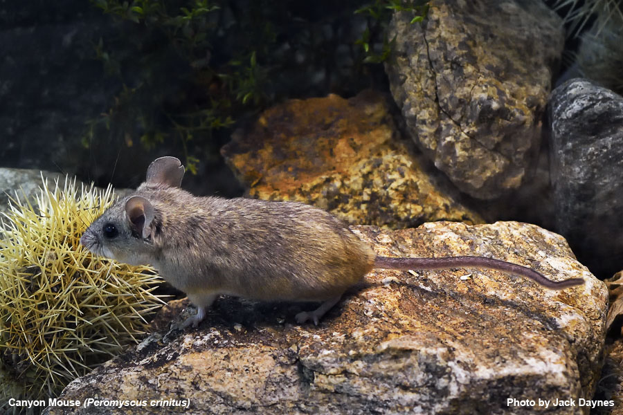 Canyon Mouse - Peromyscus crinitus