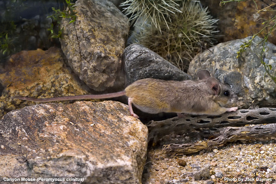 Canyon Mouse - Peromyscus crinitus