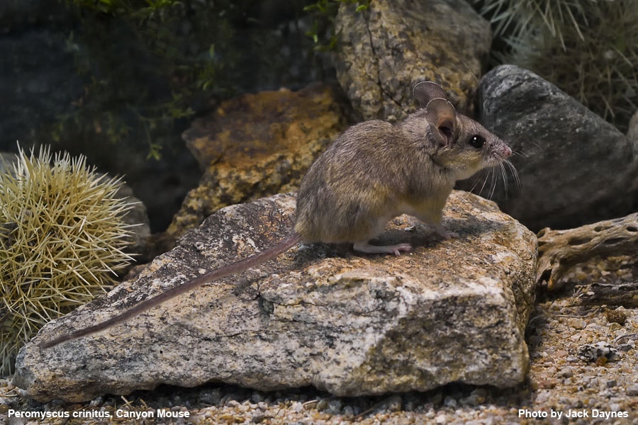 Canyon Mouse - Peromyscus crinitus