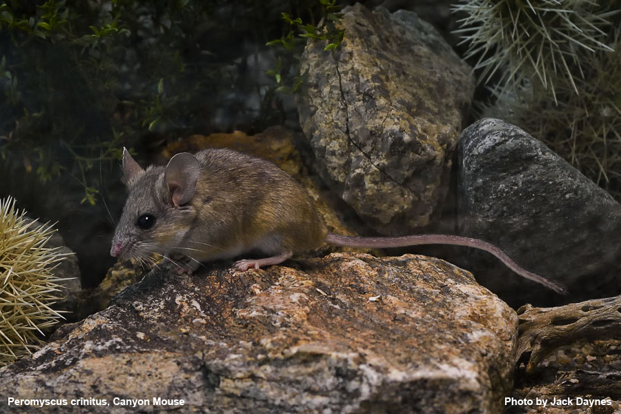 Canyon Mouse - Peromyscus crinitus