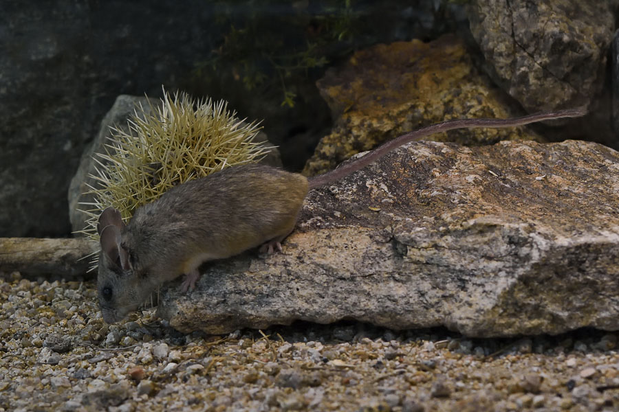 Canyon Mouse - Peromyscus crinitus