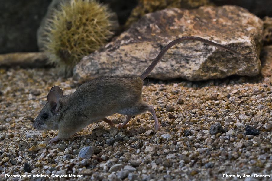 Canyon Mouse - Peromyscus crinitus