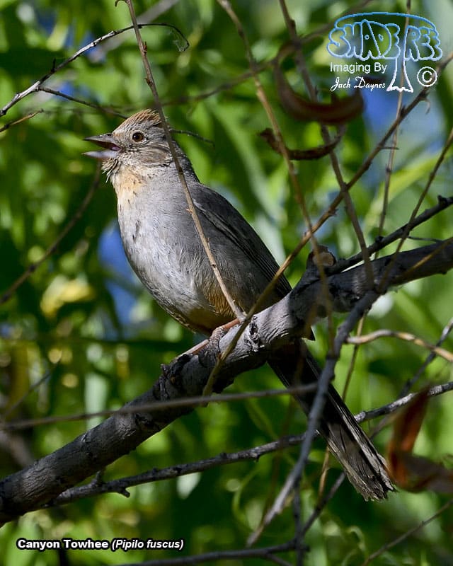Canyon Towhee - Pipilo fuscus