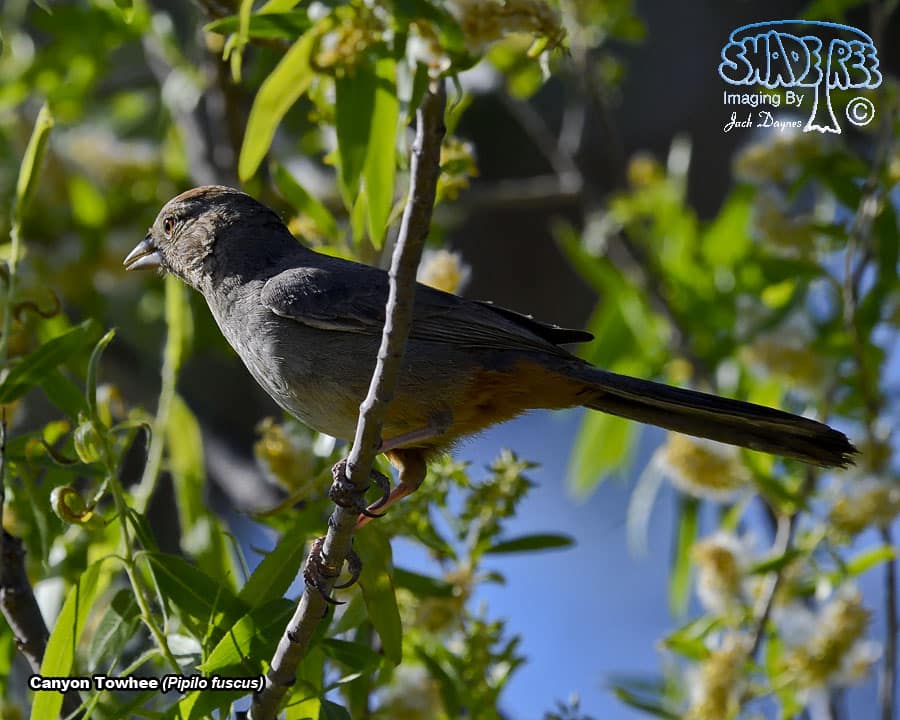 Canyon Towhee - Pipilo fuscus
