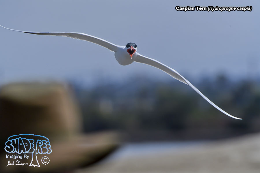Caspian Tern - Hydroprogne caspia