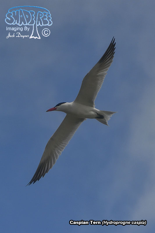 Caspian Tern - Hydroprogne caspia