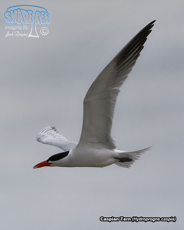 Caspian Tern - Hydroprogne caspia
