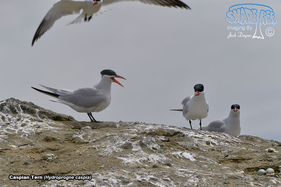 Caspian Tern - Hydroprogne caspia