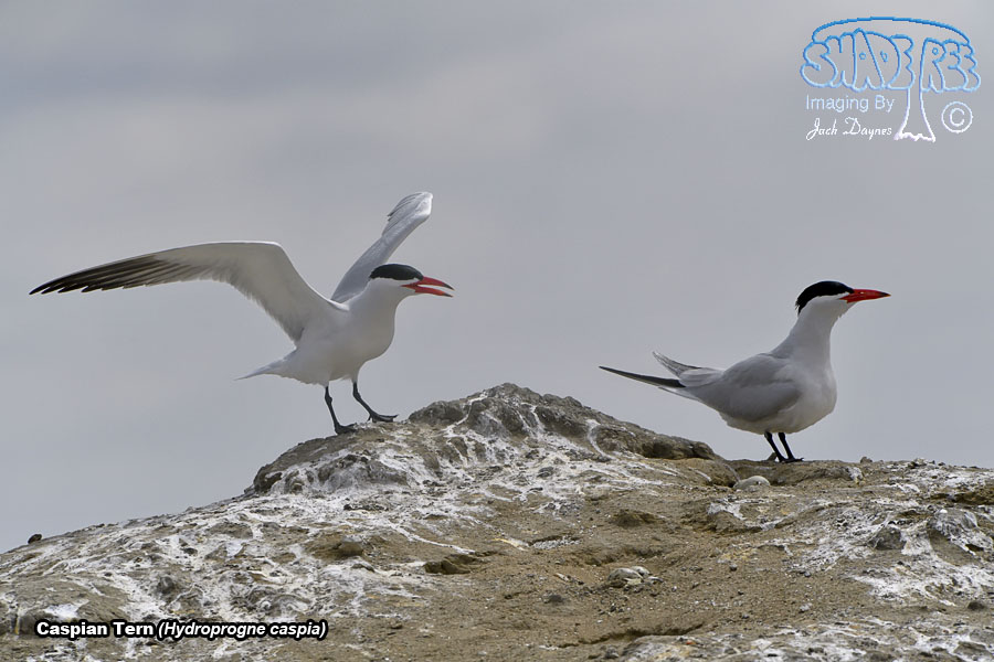 Caspian Tern - Hydroprogne caspia