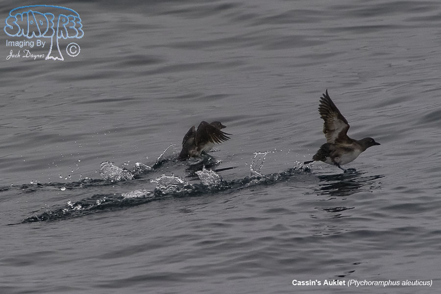 Cassin's Auklet - Ptychoramphus aleuticus