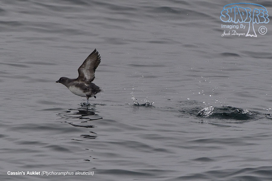 Cassin's Auklet - Ptychoramphus aleuticus