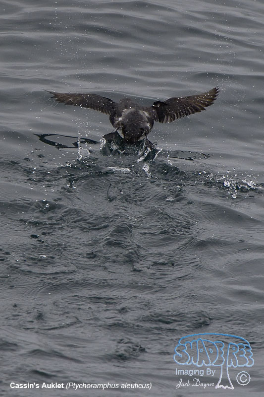 Cassin's Auklet - Ptychoramphus aleuticus