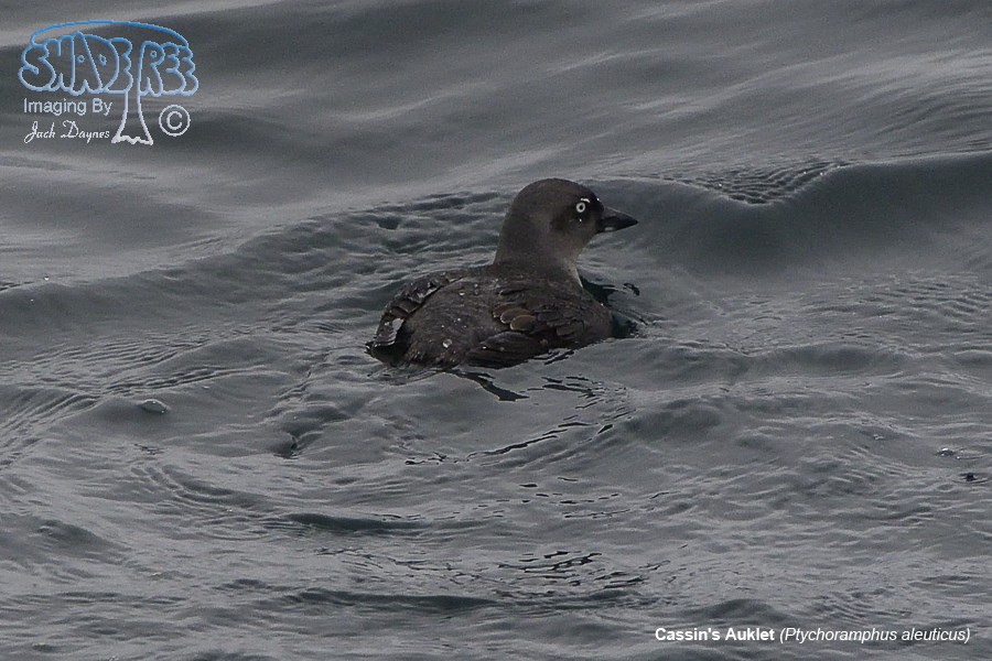 Cassin's Auklet - Ptychoramphus aleuticus