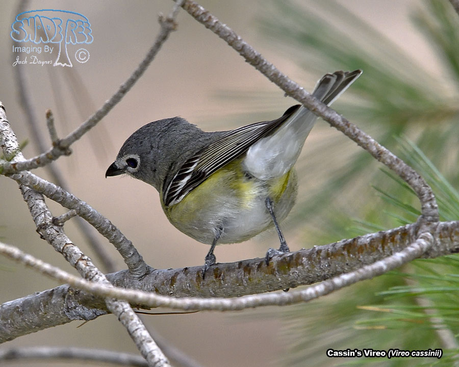 Cassin's Vireo - Vireo cassinii