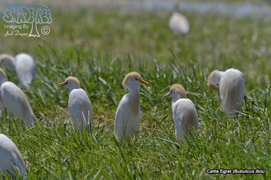 Cattle Egret - Bubulcus ibis