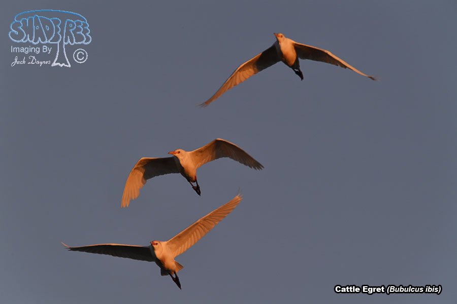 Cattle Egret - Bubulcus ibis