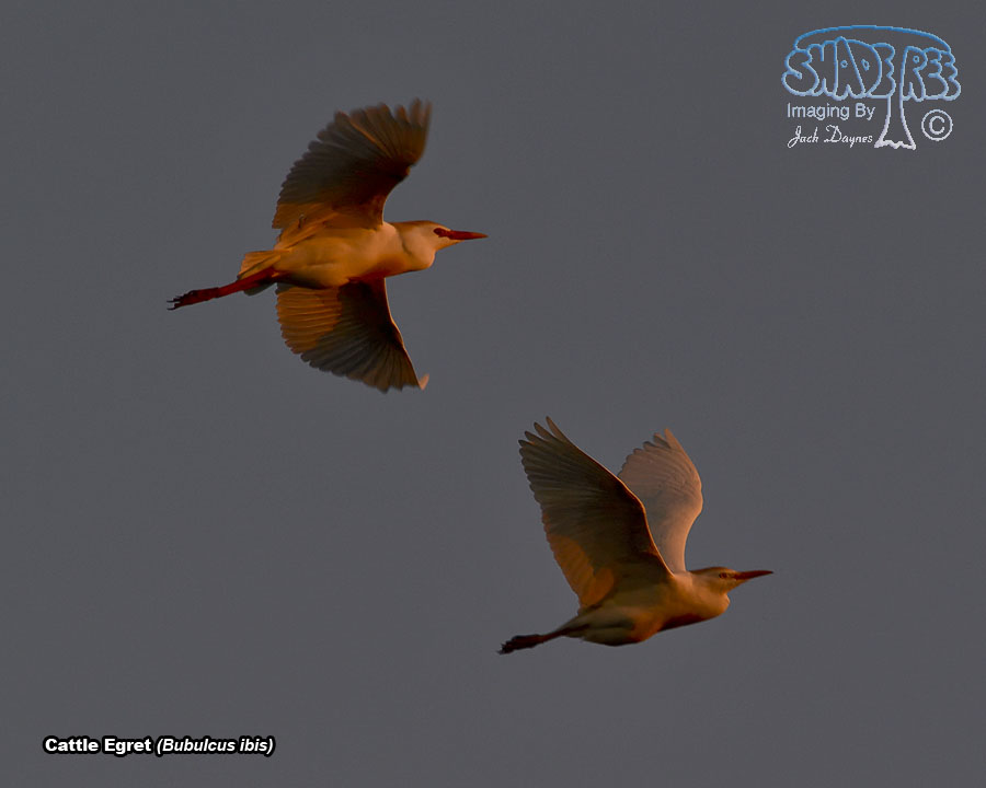 Cattle Egret - Bubulcus ibis