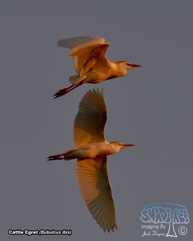 Cattle Egret - Bubulcus ibis