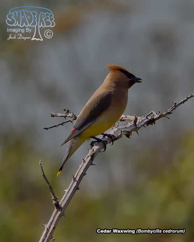 Cedar Waxwing - Bombycilla cedrorum