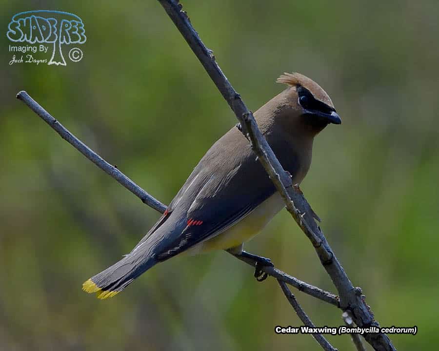 Cedar Waxwing - Bombycilla cedrorum