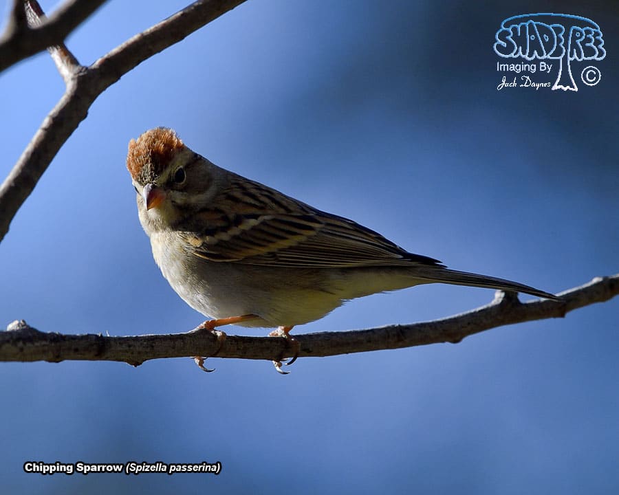 Chipping Sparrow - Spizella passerina
