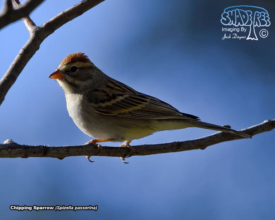 Chipping Sparrow - Spizella passerina