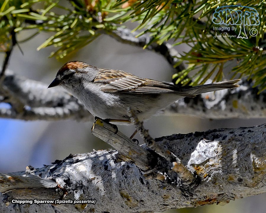 Chipping Sparrow - Spizella passerina