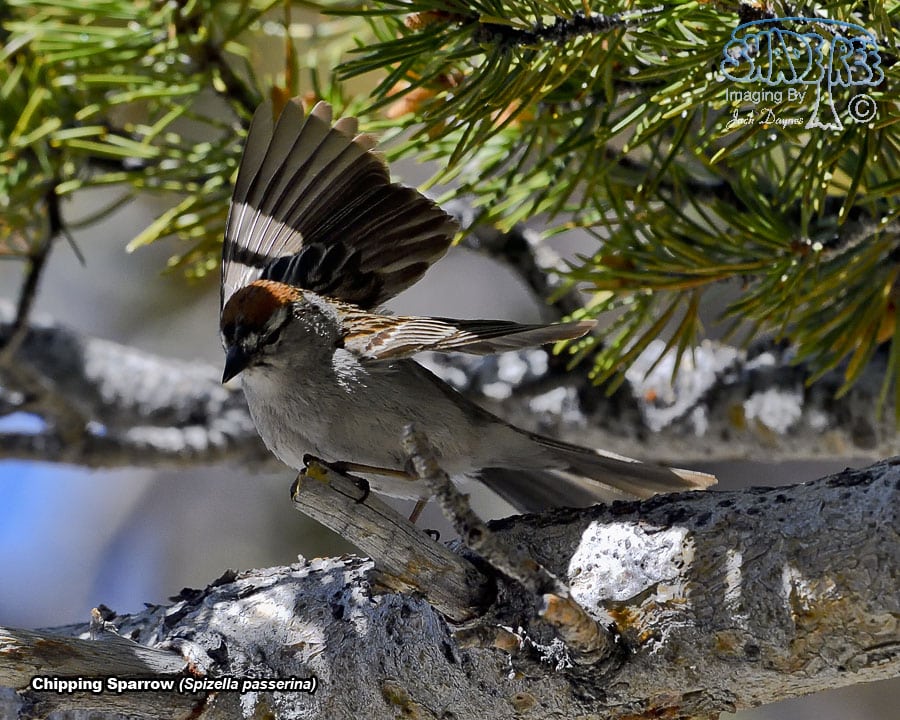 Chipping Sparrow - Spizella passerina