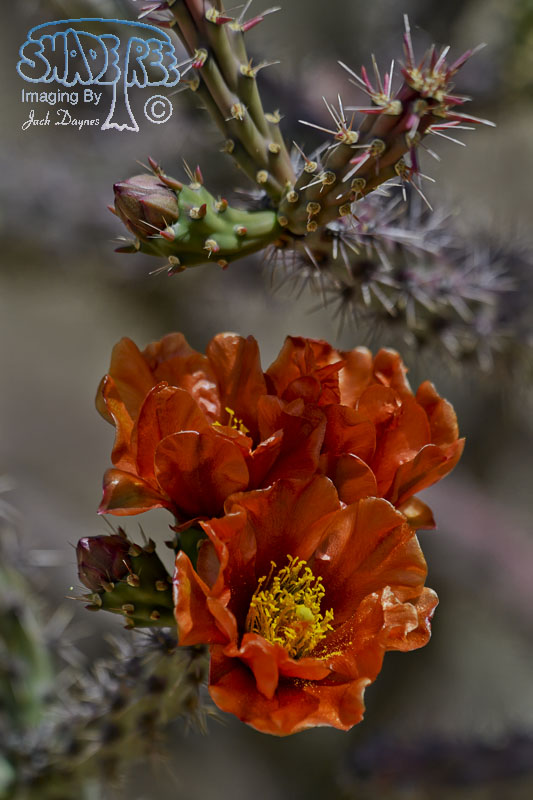 Cholla Cactus Flower - Unknown