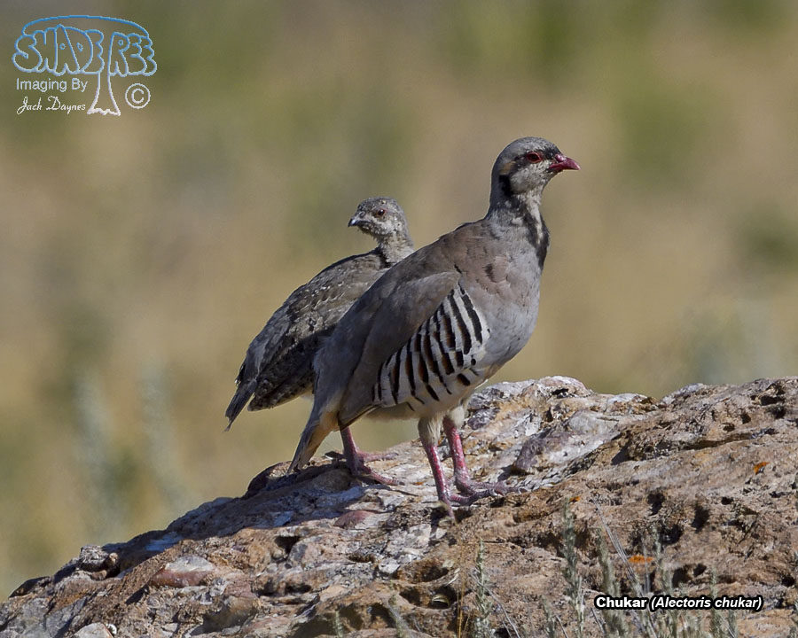 Chukar - Alectoris chukar