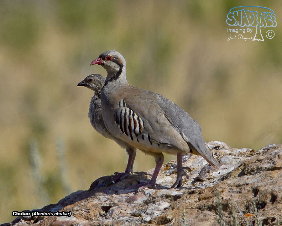 Chukar - Alectoris chukar