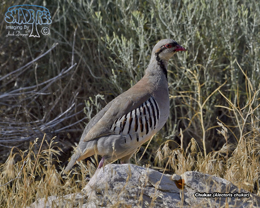 Chukar - Alectoris chukar