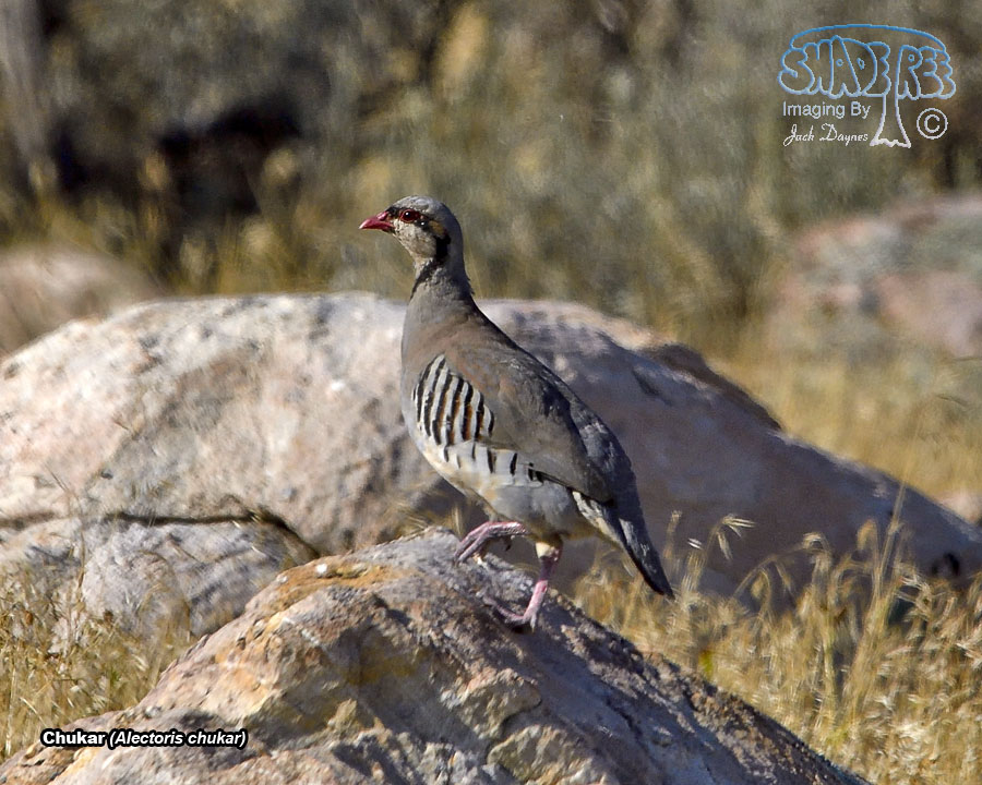 Chukar - Alectoris chukar
