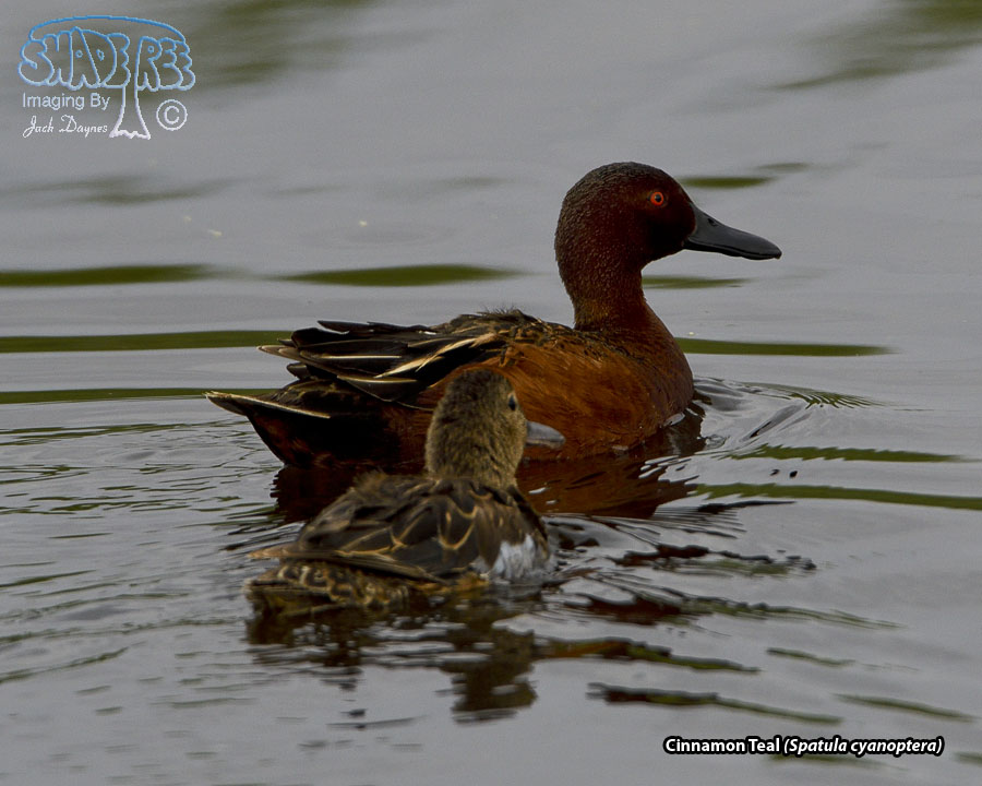 Cinnamon Teal - Spatula cyanoptera