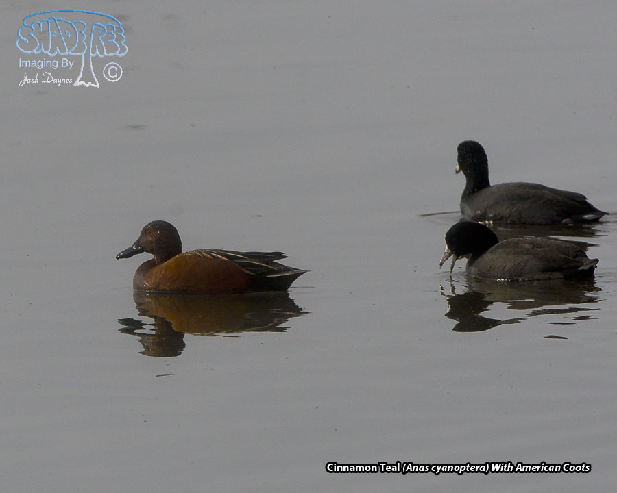 Cinnamon Teal - Anas cyanoptera