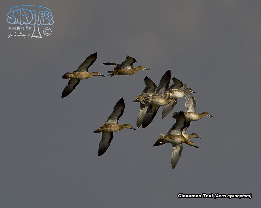 Cinnamon Teal - Spatula cyanoptera